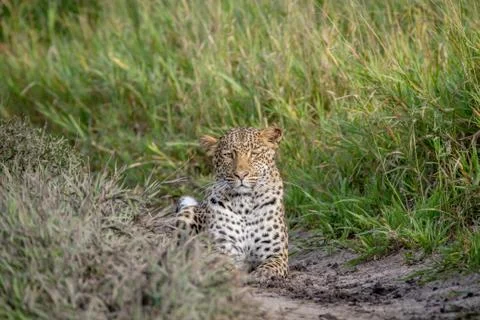 Leopard stalking towards the camera. Stock Photos
