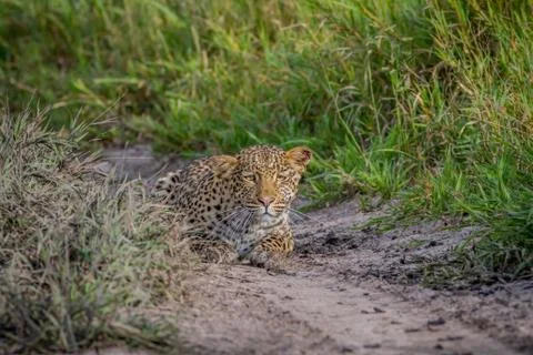 Leopard stalking towards the camera. Stock Photos