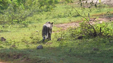 Leopard stalks prey through the meadows of Sri Lanka Wildlife Park Stock Footage 309325447