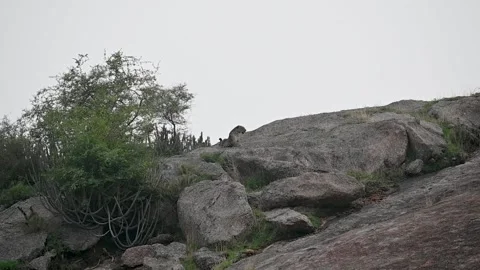 Leopard standing up after an afternoon nap in Jawai national park Stock Footage 284815253