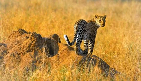 Leopard standing on an ants nest Foto stock
