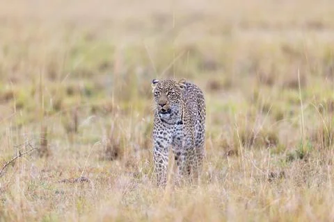 Leopard Standing in the Dry Grass Stock Photos