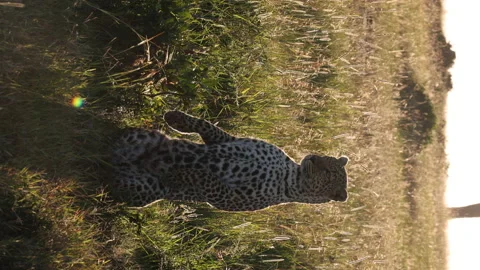 Leopard Standing Vídeos de archivo 234678599