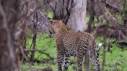 Leopard Standing Near Trees in Wild Stock Footage 328957940