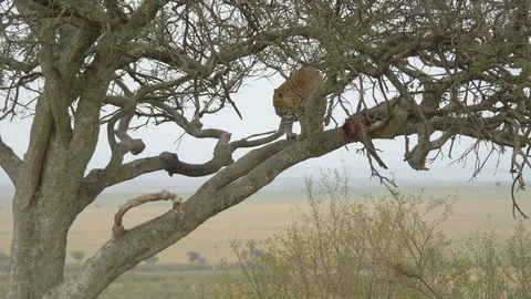 Leopard standing next to a carcass Stock Footage 87538218
