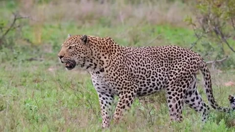 Leopard Standing in Open Grassland 動画素材 328957899
