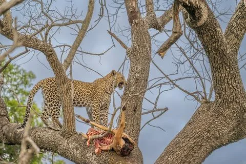 Leopard standing protectively over a dead impala Stock Photos
