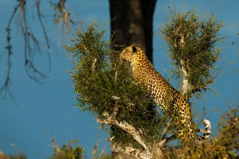 Leopard Standing Tall Stock Photos