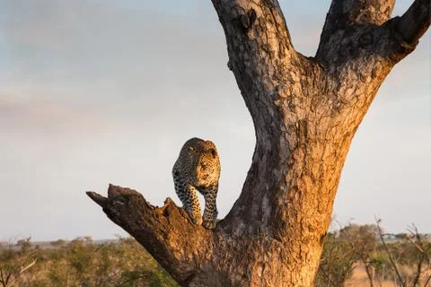 Leopard standing in a tree Foto stock