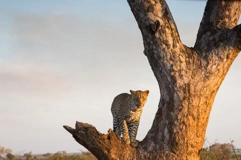 Leopard standing in a tree Stock Photos