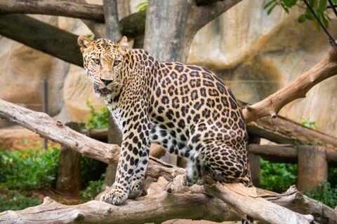 Leopard standing on the tree in zoo Stock Photos