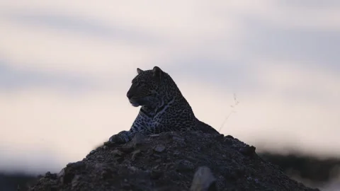 Leopard standing at twilight Stockbeeldmateriaal 245015205