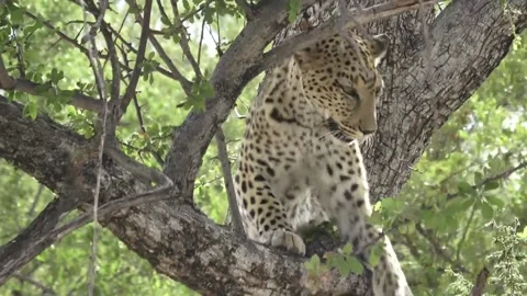 Leopard stands on branch, eyes on cached prey — Part 10 스톡 동영상 320790609