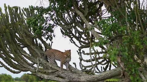 The leopard stands gracefully on a milkweed tree in the African Savannah. Stock Footage 127084488