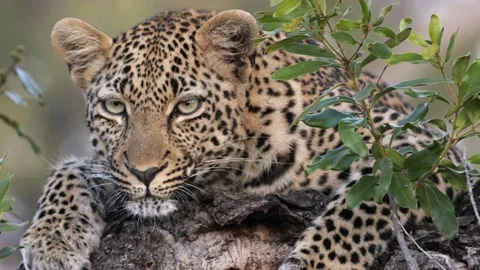 Leopard Staring into Camera Stock Footage 146582565