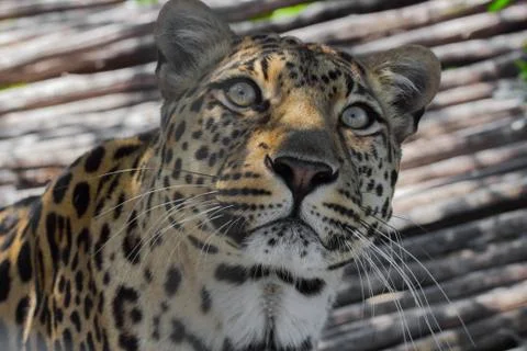 Leopard Staring up Stock Photos