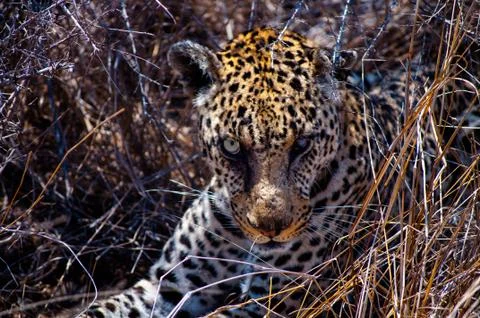 Leopard staring through the bush Stock Photos