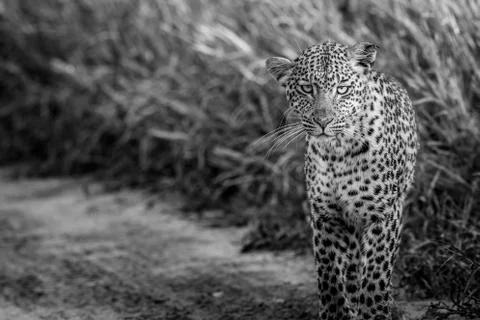 Leopard starring at the camera in black and white. Stock Photos