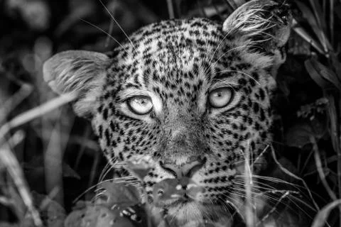 Leopard starring at the camera in black and white. Stock Photos