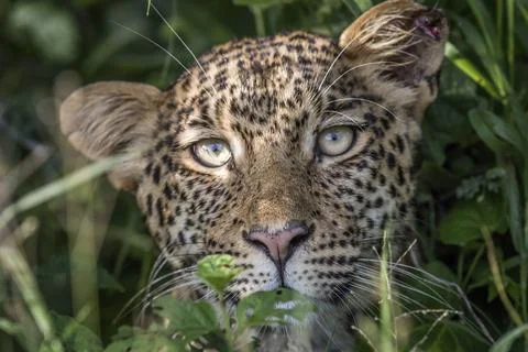 Leopard starring at the camera in the Central Khalahari, Botswana Fotos Stock