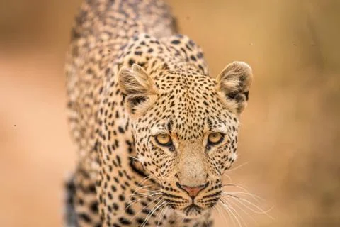 Leopard starring at the camera. Stock Photos