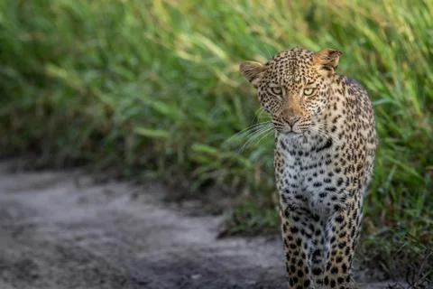 Leopard starring at the camera. Stock Photos