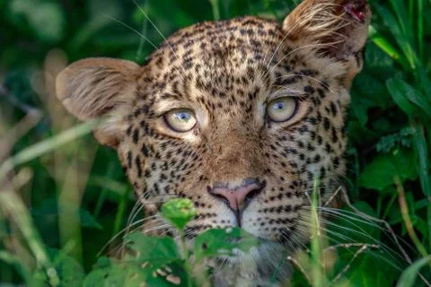 Leopard starring at the camera. Stock Photos