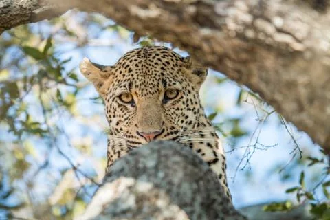 Leopard starring in a tree. Stock Photos