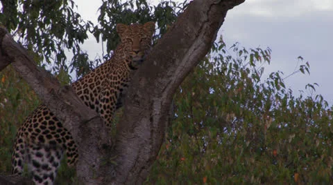 Leopard stationary in tree Stock Footage 22793335