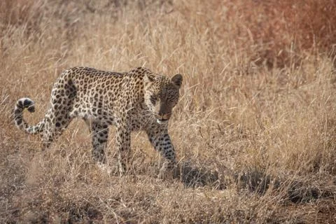 A leopard in stealth mode, walking well camouflaged while flicking its tail. Stock Photos