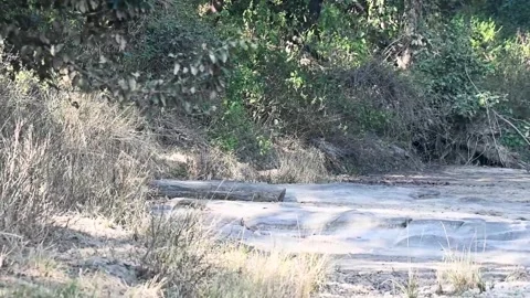 Leopard stealthily looking and running away in Kanha national park Stock Footage 299895869