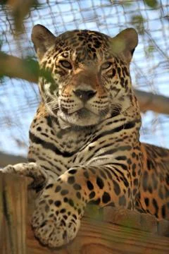 Leopard with stoic face in captivity Stock Photos