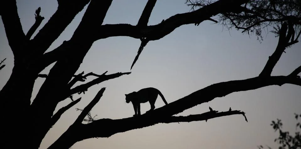 Leopard stood in a tree Stock Photos