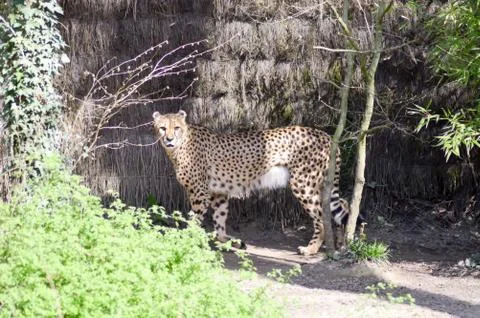 Leopard with a straight look Stock Photos