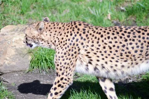 Leopard with a straight look Stock Photos