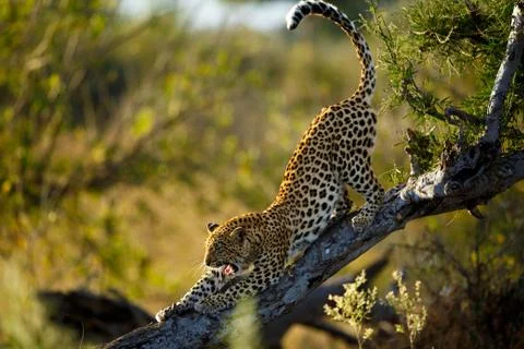 Leopard Stretch Stock Photos