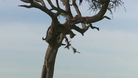 LEOPARD STRETCHES AND DROPS JACKAL FROM TREE Video stock 74719282