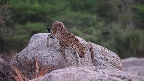 Leopard stretches and gets of the big rock in Jawai national park Video stock 308722446