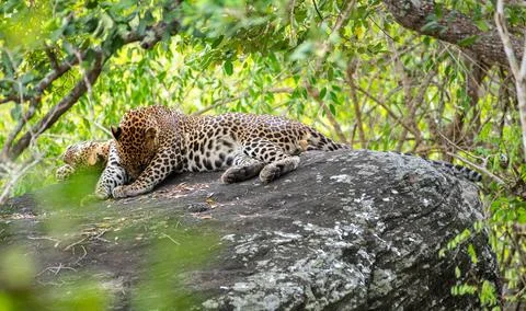 A leopard stretches on a rock while the other takes a nap beside it at Yala N Stock Photos