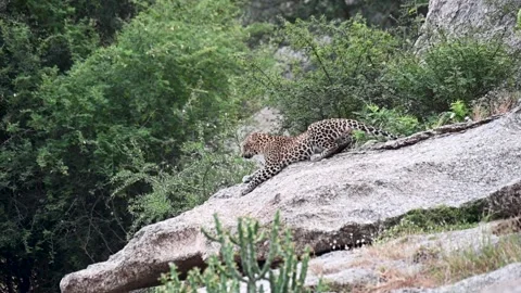 Leopard stretching itself out on a boulder in Jawai national park Stock Footage 289842186