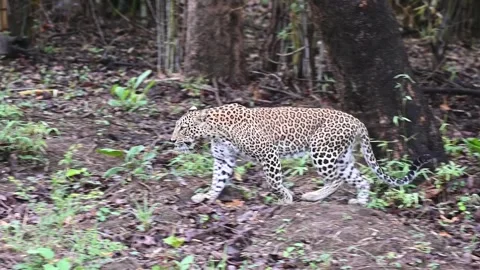 Leopard strolling in the jungle Video stock 246846780