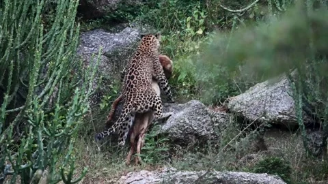 Leopard struggling to gets its kill over the boulders in Jawai national park Stock Footage 289842919