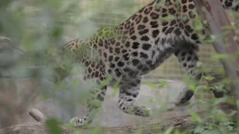 Leopard stuck in exhibit at San Diego zoo in slow motion Stock Footage 244251627