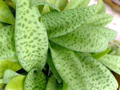 Leopard succulent in the vas in the garden Stock Photos