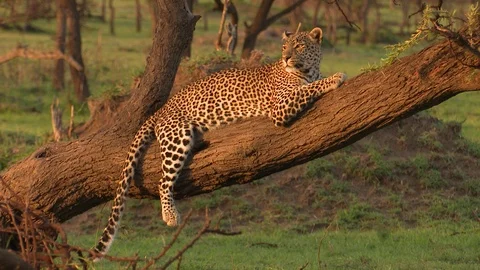 LEOPARD IN SUNLIGHT Video stock 88102218