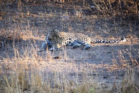 Leopard at sunset Stock Photos