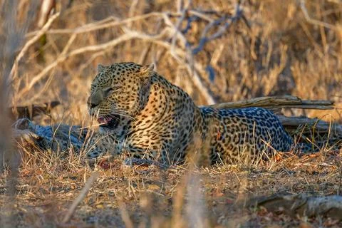 Leopard at sunset Stock Photos