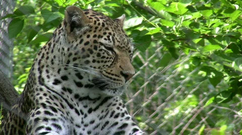 Leopard in Sunshine Stock Footage 458445