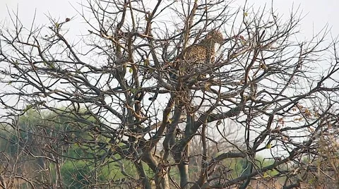 A Leopard surveys its surroundings in Chobe River National Park, Botswana. Stock Footage 44091167