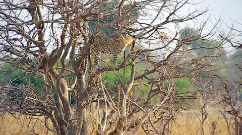 A Leopard surveys its surroundings in Chobe River National Park, Botswana. Stock Footage 44091389